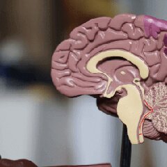 Anatomical brain model representing focus and clarity